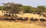 TANZANIA - Serengeti National Park - Migrazione Gnu - 13